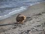 Michi Hund Ostsee Strand Dahme � Hansj&uuml;rgen Schuster